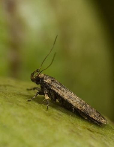 Pink bollworm moth